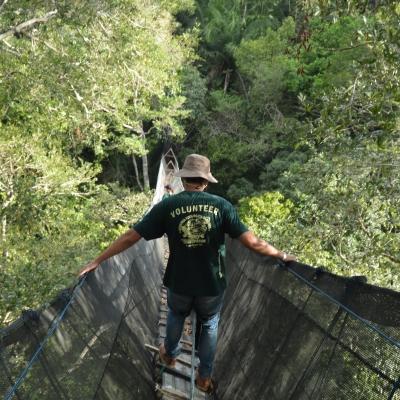 A group of volunteers making their way over a canopy walkway in the trees whilst participating in Conservation volunteering in the Amazon Rainforest in Peru. Projects Abroad volunteers scaling a canopy walkway during their Conservation volunteering in the Amazon Rainforest in Peru.